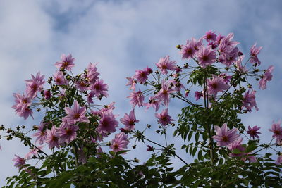 Close-up of pink flowering plant against sky