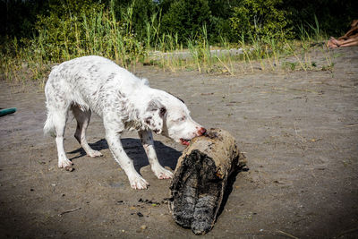 White dog biting log at beach