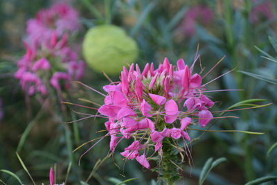 Close-up of pink flowering plant