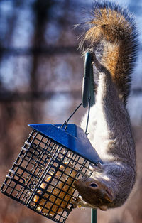 Close-up of squirrel