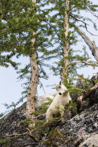 Low angle view of cat sitting on tree against sky