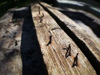 High angle view of insect on wood