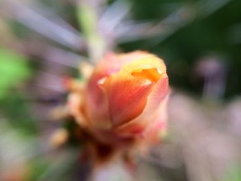 Close-up of flowers blooming outdoors