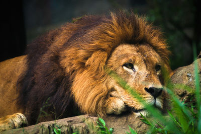 Close-up of lion