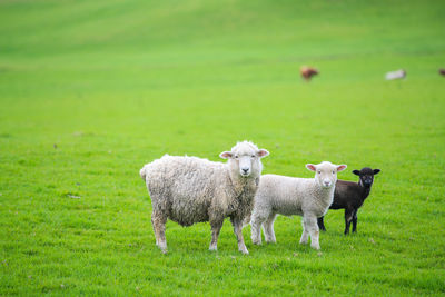 Sheep in a field