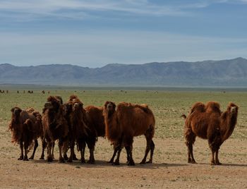 Camels on field against sky