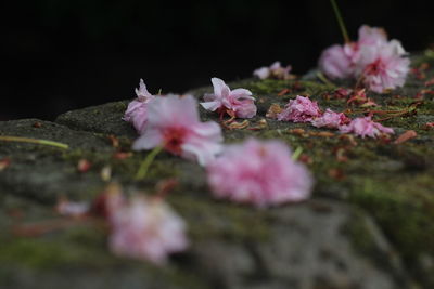 Close-up of pink cherry blossoms