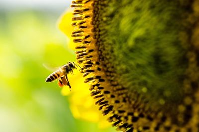 Close-up of bee flying by sunflower