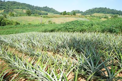 Scenic view of agricultural field