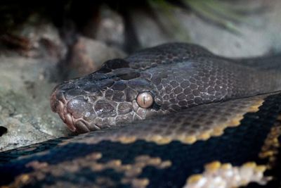 Close-up of turtle in zoo