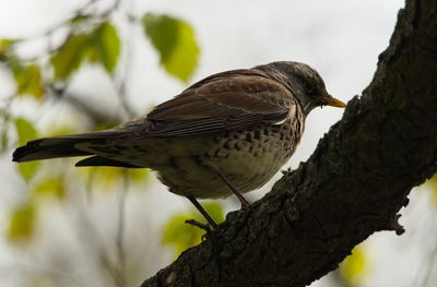 Low angle view of bird perching on tree