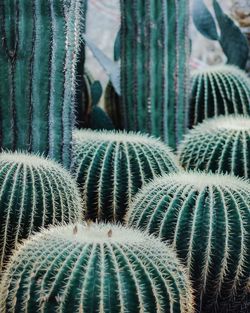 Full frame shot of succulent plants