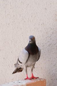 Close-up of pigeon perching on wall