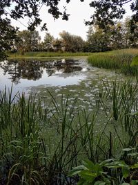 Scenic view of lake in forest