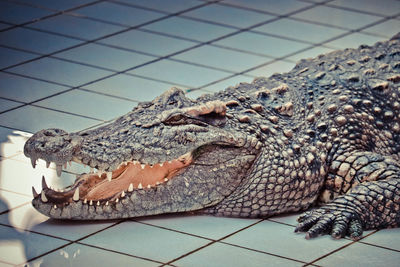 Close-up of a lizard on floor