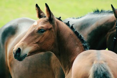 Close-up of horses