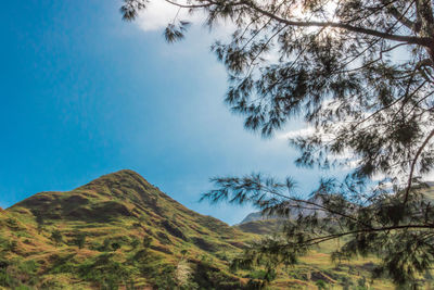 Low angle view of trees on mountain against sky