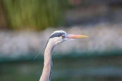 Close-up of a bird