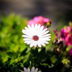 Close-up of daisy flowers