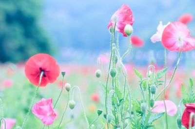 Close-up of pink flowers blooming in field