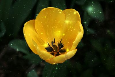 Close-up of yellow flowers