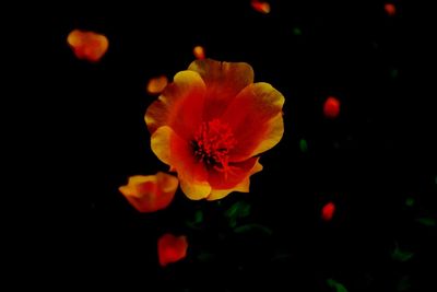 Close-up of orange rose flower against black background