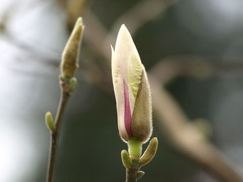 Close-up of purple flower buds