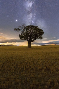 Tree on field against sky at night