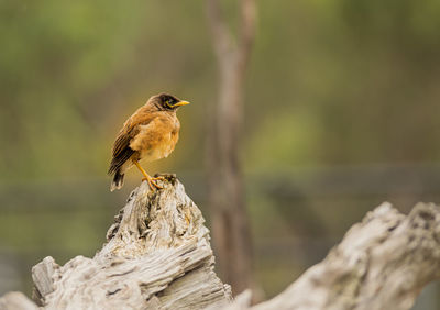 Close-up of bird perching on wood