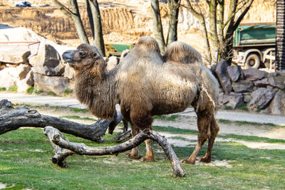 Camel standing in a zoo
