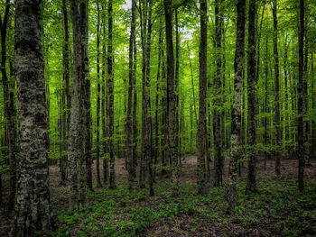 Pine trees in forest
