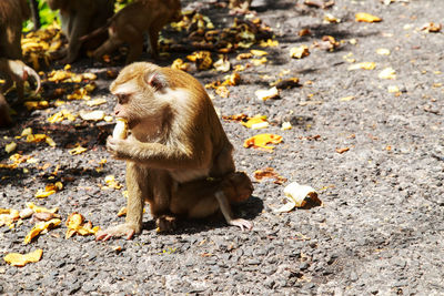 Monkey sitting on ground