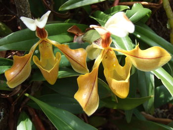 Close-up of yellow flowers blooming outdoors