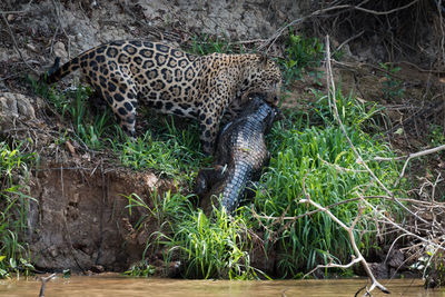 High angle view of leopard hunting animal on field
