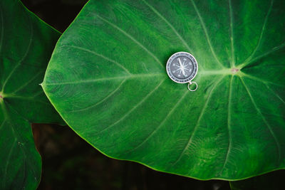 Close-up of leaf