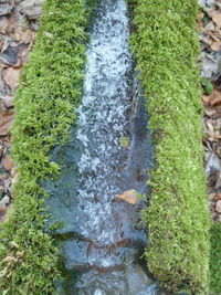 Close-up of plants growing in water