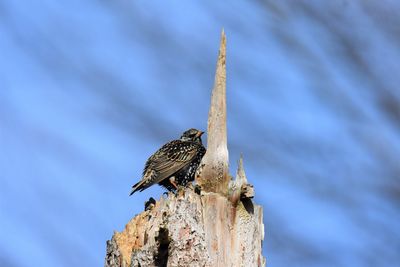Low angle view of starling perching on wooden post