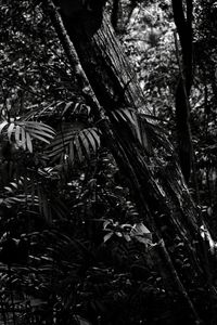 Close-up of tree trunk in forest