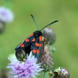 Close-up of butterfly on flower bud