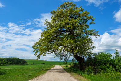 Country road with an old oak tree