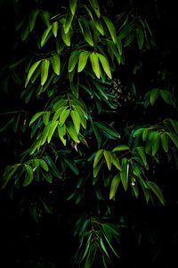Close-up of fresh green plants