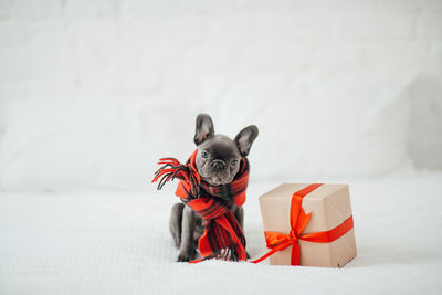 Portrait of woman with dog against white background