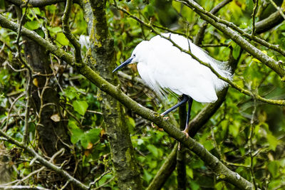 Close-up of bird perching on tree