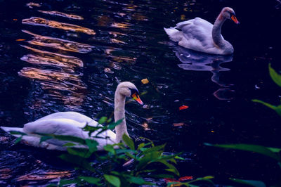 Close-up of swans swimming in lake