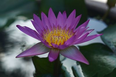 Close-up of lotus water lily in pond