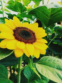 Close-up of yellow flower