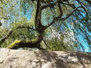 Low angle view of trees in forest against sky