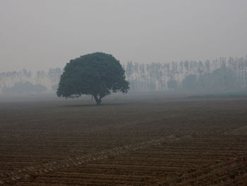 Trees in foggy weather