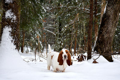 View of dog in snow covered land