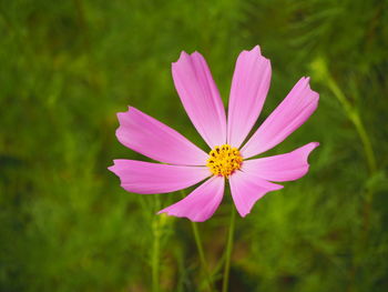 Close-up of pink cosmos flower